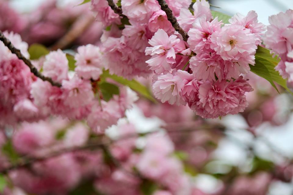 Plan your Cherry Blossom viewing in Japan!