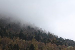 Trees in alpine regions of Andorra