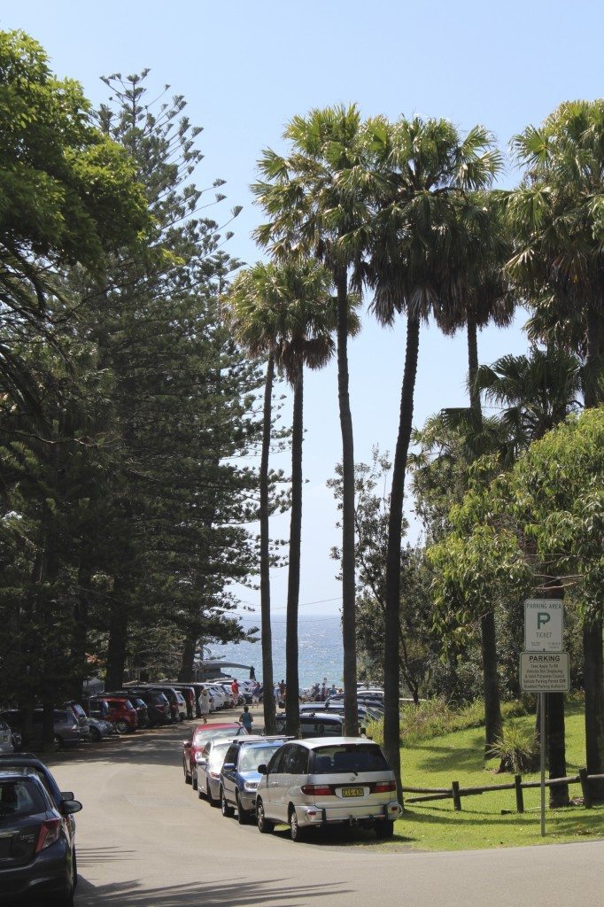 Palms and the Pacific at the entrance to Bilgola Beach