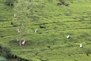 Tea plantations near Nuwara Eliya