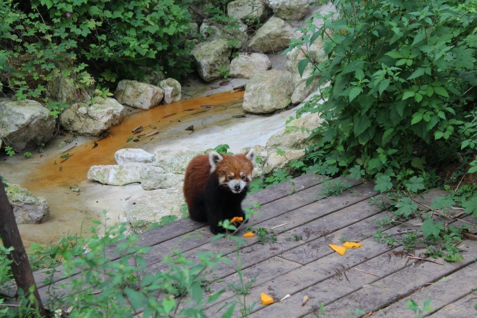 Red Panda at Chengdu Panda Base