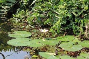 A Lotus on the backwaters of Kerala