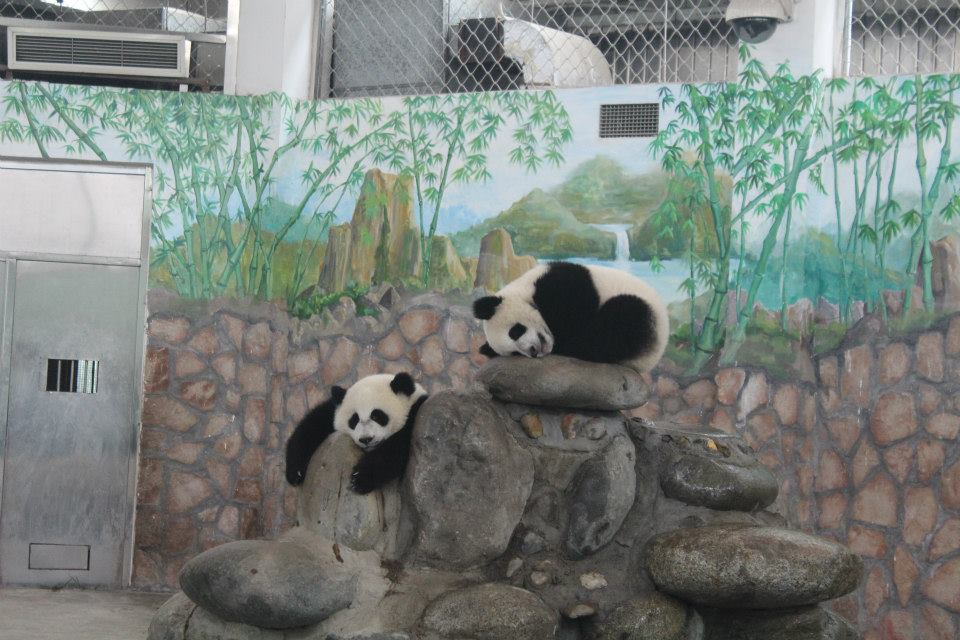 Giant Pandas at Chengdu Panda Base