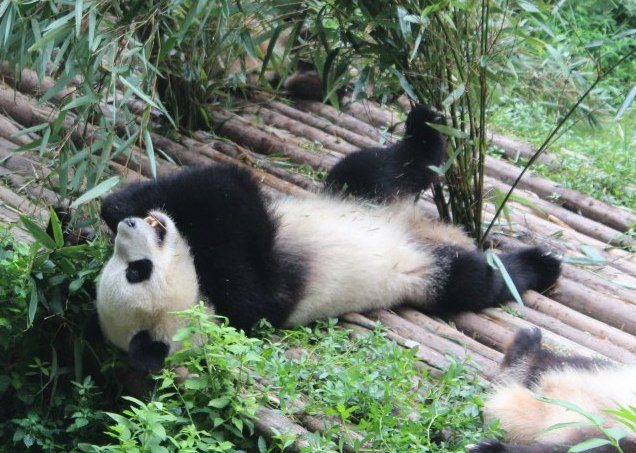 Pandas and Buddhas; a stopover in Chengdu