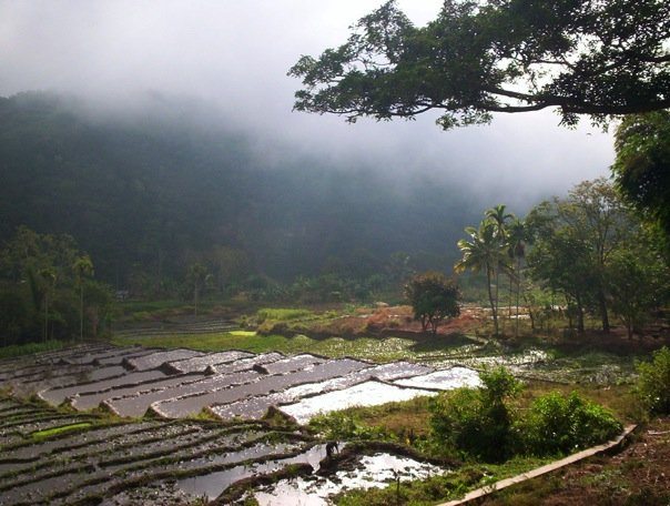 Rice paddies near Kelimutu, Flores