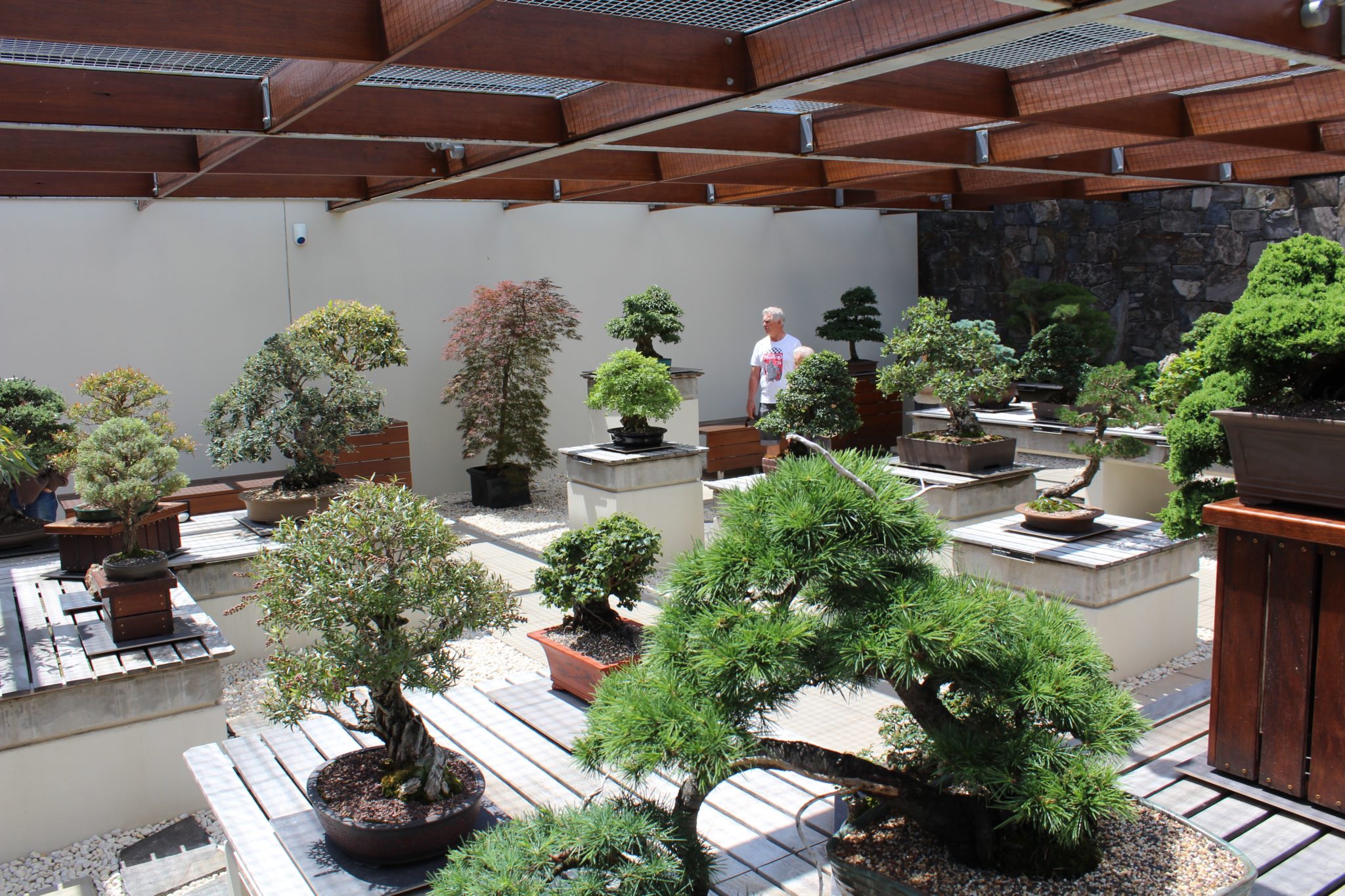 National Arboretum's bonsai garden