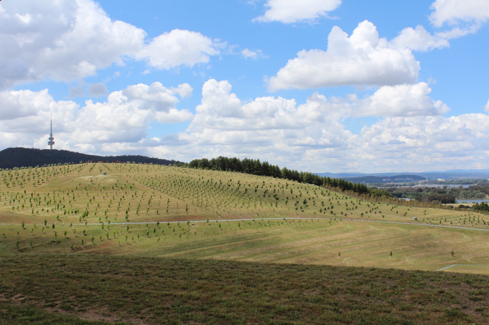 View of Canberra and Black Mountain from the National Arboretum