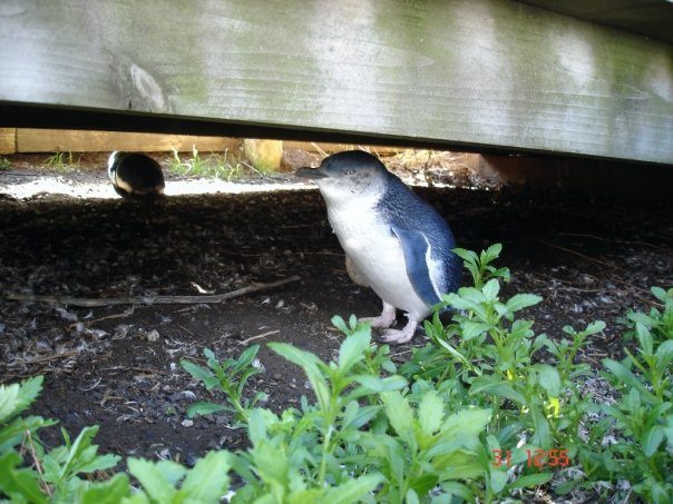 Fairy Penguin on Phillip Island