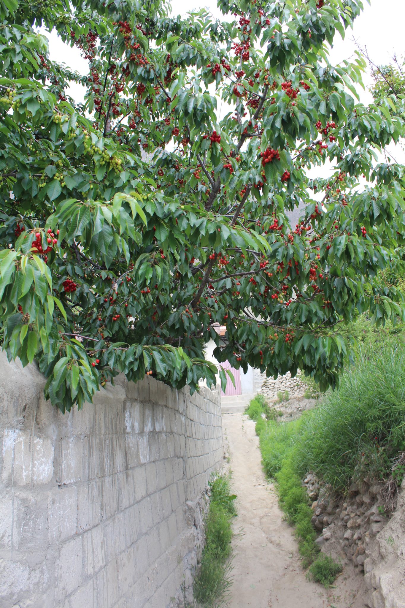 Hunza Cherries